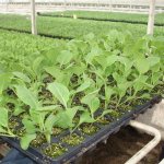 When to sow cauliflower in a greenhouse for seedlings?