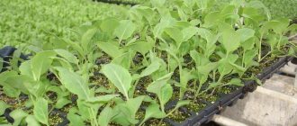 When to sow cauliflower in a greenhouse for seedlings?