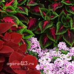 Coleus planting and care in open ground 25