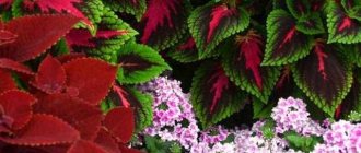 Coleus planting and care in open ground 25