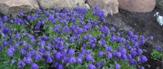 Perennial bells