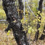 Beautiful tree with dark bark