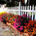 Beautiful border perennials for decorating garden paths and flower beds