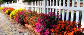 Beautiful border perennials for decorating garden paths and flower beds