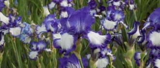 Beautiful iris flowers enchant with their airiness and tenderness