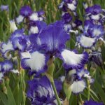 Beautiful iris flowers enchant with their airiness and tenderness