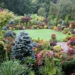 beautiful medium-sized coniferous plants in the landscape design of a summer cottage