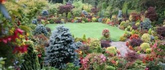 beautiful medium-sized coniferous plants in the landscape design of a summer cottage