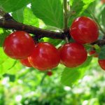 red berries