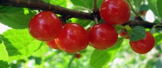 red berries