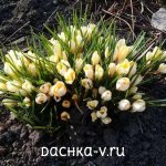 Crocus Cream Beauty blossomed in the flowerbed