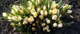 Crocus Cream Beauty blossomed in the flowerbed