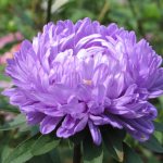 Large bud of an annual aster of lilac color