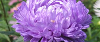 Large bud of an annual aster of lilac color