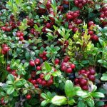 Lingonberry bush