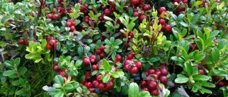 Lingonberry bush