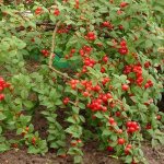 bush with berries