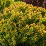 barberry bush