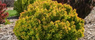 barberry bush