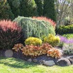 bushes with red leaves