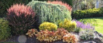 bushes with red leaves