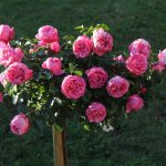 Pink rose bush