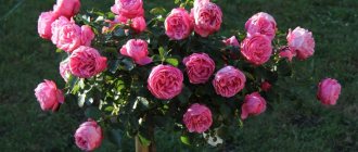 Pink rose bush