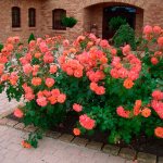 It is better to plant rose bushes separately