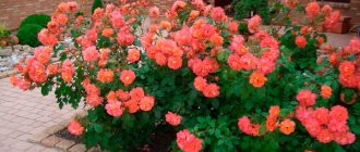 It is better to plant rose bushes separately