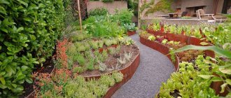 Landscape design of a vegetable garden with flower beds of vegetables and herbs