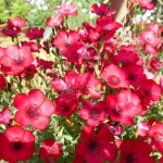 red large-flowered flax growing from seeds to seedlings