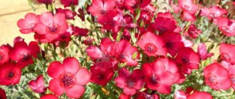 red large-flowered flax growing from seeds to seedlings