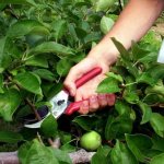 Summer pruning