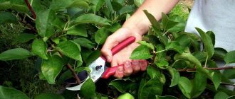 Summer pruning