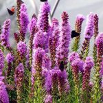 Liatris