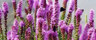 Liatris