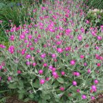 Lychnis (Zorka) for your garden: types and description