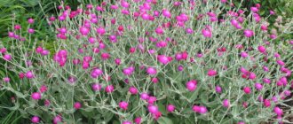 Lychnis (Zorka) for your garden: types and description