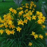 daylily photo