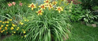 daylily in the country