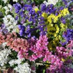 Limonium