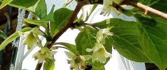 Schisandra blooms in the garden