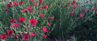 Linum grandiflorum - крупноцветковый вид