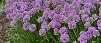 Ornamental onion foliage