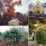 larch planting and care