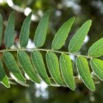 Honey locust leaves