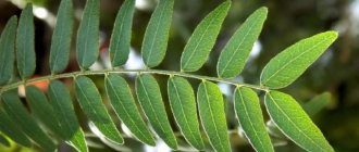 Honey locust leaves