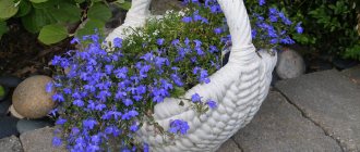 Lobelia is often present on the territory of many summer cottages