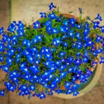 Lobelia long-petiolate (erinus): description, planting and care, photo