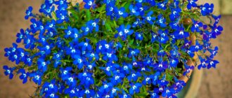 Lobelia long-petiolate (erinus): description, planting and care, photo